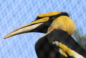 Great hornbill