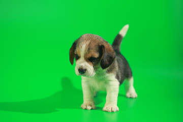 1 month pure breed beagle Puppy on green screen