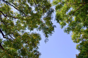 cielo a través del bosque