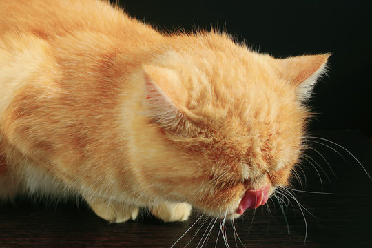 the cat lickens