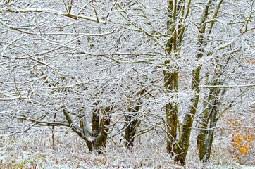 Trees in Winter Covered in Snow