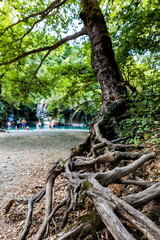 Big root tree in green park
