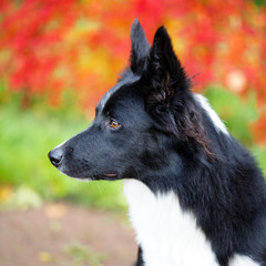 Black and white dog