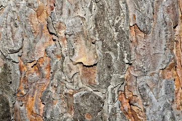 Texture of tree bark as background