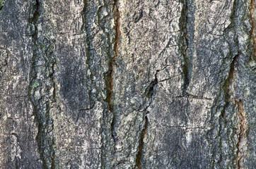 Texture of tree bark as background