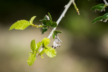 Leaves are eaten by worms
