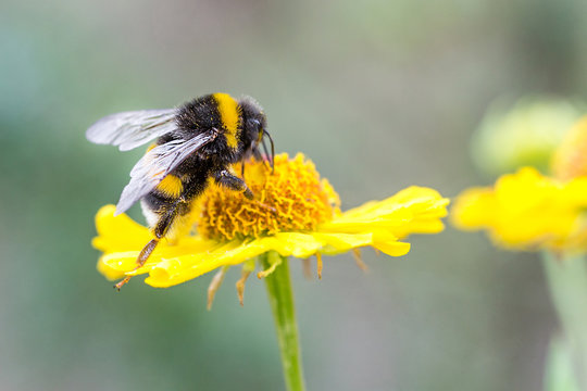 Close up of beautiful striped bumblebee gathering pollen from yellow garden flower. Blurred soft background