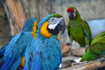 big parrot