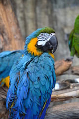 big parrot