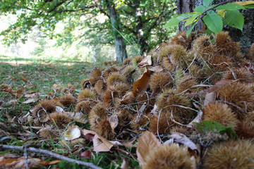 Un mucchio di ricci di castagne aperti, lungo un prato in autunno, Friuli Venezia Giulia, Italia