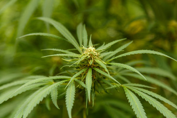 Detailed portrait of Cannabis stalks. These are hemp with lower amount of THC.