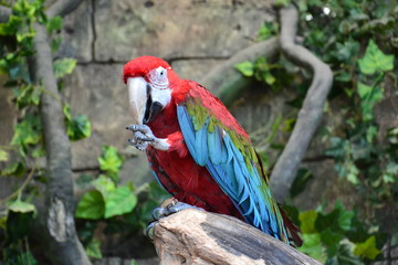 big parrot