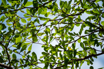 Leaves tree
