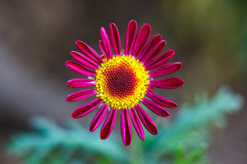 petali della gerbera, fiore rosso, fiore rosa