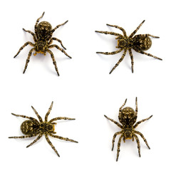 Photo of Lycosa singoriensis, black hair tarantulas isolated on white background