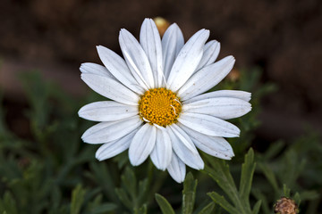fiore margherita sullo sfondo verde. margherita bianca 