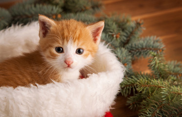 ginger kitten in santa hat against the background of a Christmas tree