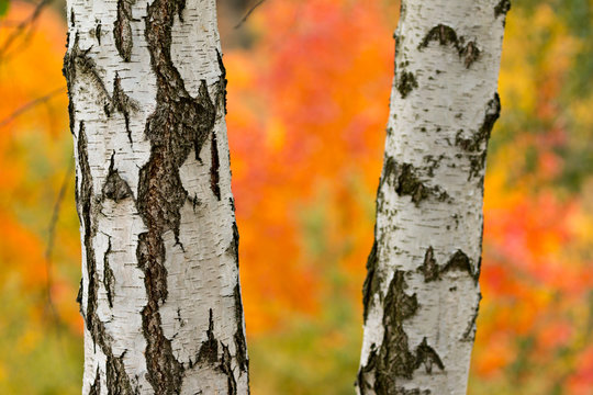 Autumn birch trees with colorful background
