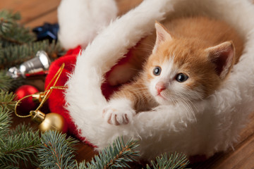 ginger kitten in santa hat against the background of a Christmas tree © Chepko Danil