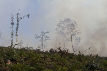 Fototapeta premium Fire