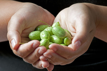 Melothria scabra, mouse melon a sweet delicious vegetable