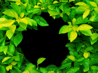 Light and dark grungy thin green Sheena's Gold (Duranta erecta) leaf tree branch bush with round black frame blank space in the middle