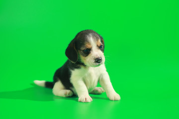 1 month pure breed beagle Puppy on green screen