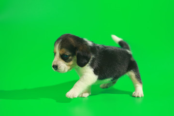 1 month pure breed beagle Puppy on green screen