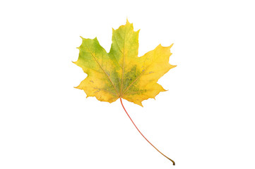 autumn maple leaf