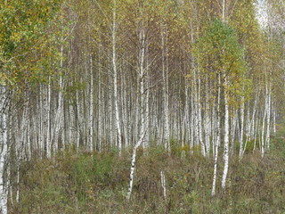 Young birch forest. Autumn. The Nature Of The Bryansk Region. (The Vast Russia! Sergey, Bryansk.)
