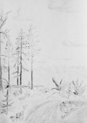 Summer landscape with pine trees. Pencil drawing