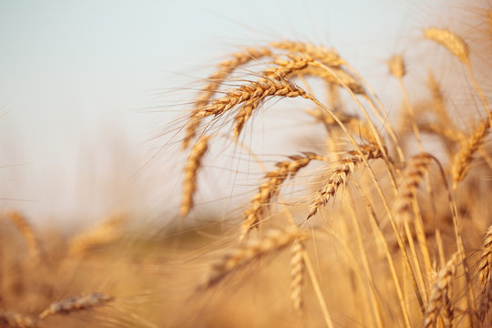 Image of wheat spikelets, blue sky