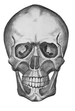 Skull on a white background. Pencil drawing