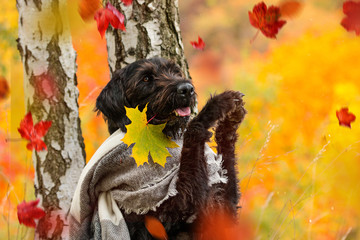 Black mutt dog posing in autumn park.