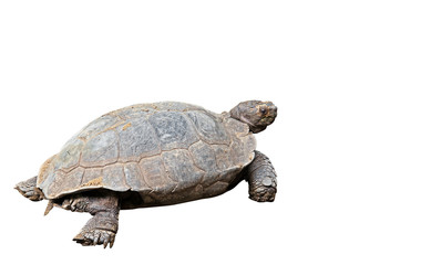 Burmese Mountain Tortoise on White Background, Clipping Path