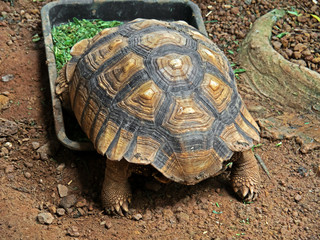 African Spurred Tortoise or Sulcata Tortoise Eating Food