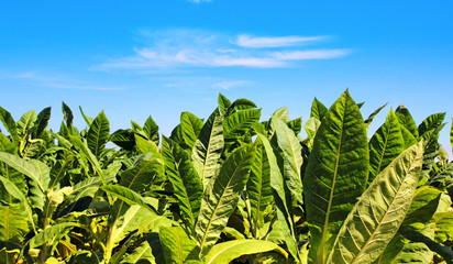 Tobacco big leaf crops growing in tobacco plantation field - obrazy, fototapety, plakaty