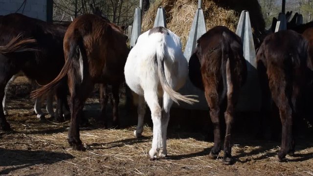 Bonheur Felicit&agrave; Sreća Felicidad &Epsilon;&upsilon;&tau;&upsilon;&chi;ί&alpha; 행복 Video Happiness سعادة Felicidade אושר 幸福 Szczęście Счастье 快樂 Gl&uuml;ck Onnellisuus Equus asinus mūlus