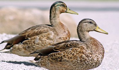 Pair of Mallard ducks resting side by side on land
