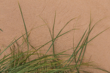 A green seaside grass growing in the sand. Beautiful beach flora in the wind. Sea shore scenery with plants.
