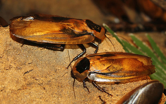Blaberus discoidalis (3)