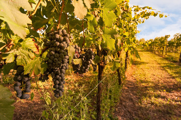 Fototapeta na wymiar .Bunches of grapes ready for harvest.