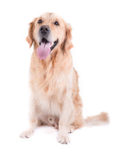labrador golden retriever in front of white background studio isolated