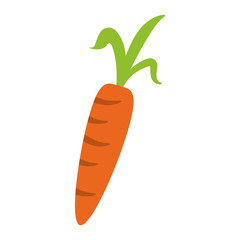 carrot vegetable icon image vector illustration design 