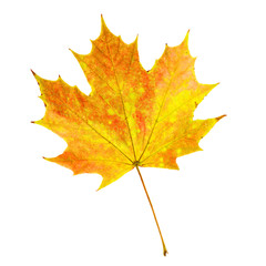 Yellow Autumn Maple Leaf Isolated on White Background