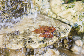 Red maple leaf with waterfall. autumn maple leaves on rocks
