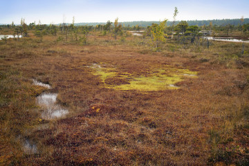 Latvia. Beautiful colors  in the swamp Kemeri.