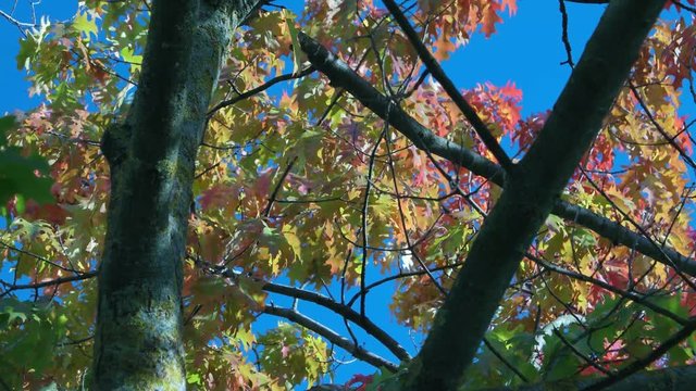 The branches of the northern oak are swaying in the wind.  Autumn leaves.