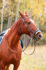 face red horse in check amid the woods