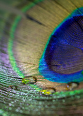 Colorful peacock feather eye close up view